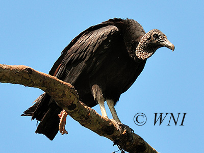 American Black Vulture (Coragyps atratus)